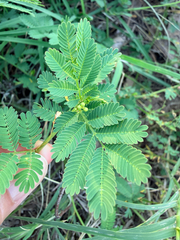 Desmanthus leptolobus, photograph (c) Jane Weeden, some rights reserved (CC BY)