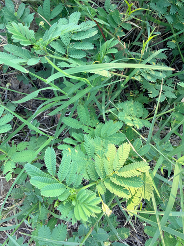 Desmanthus leptolobus, photograph 3