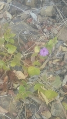 Mirabilis viscosa