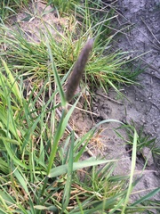 Alopecurus pratensis