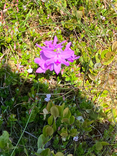Tuberous Grasspink