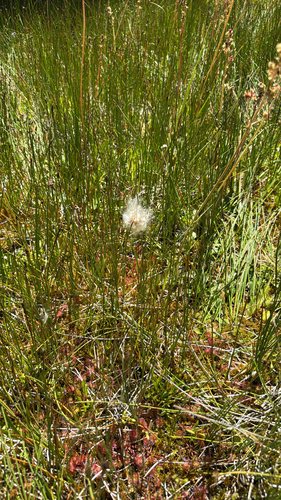 iNaturalist observation photo of slender cottongrass