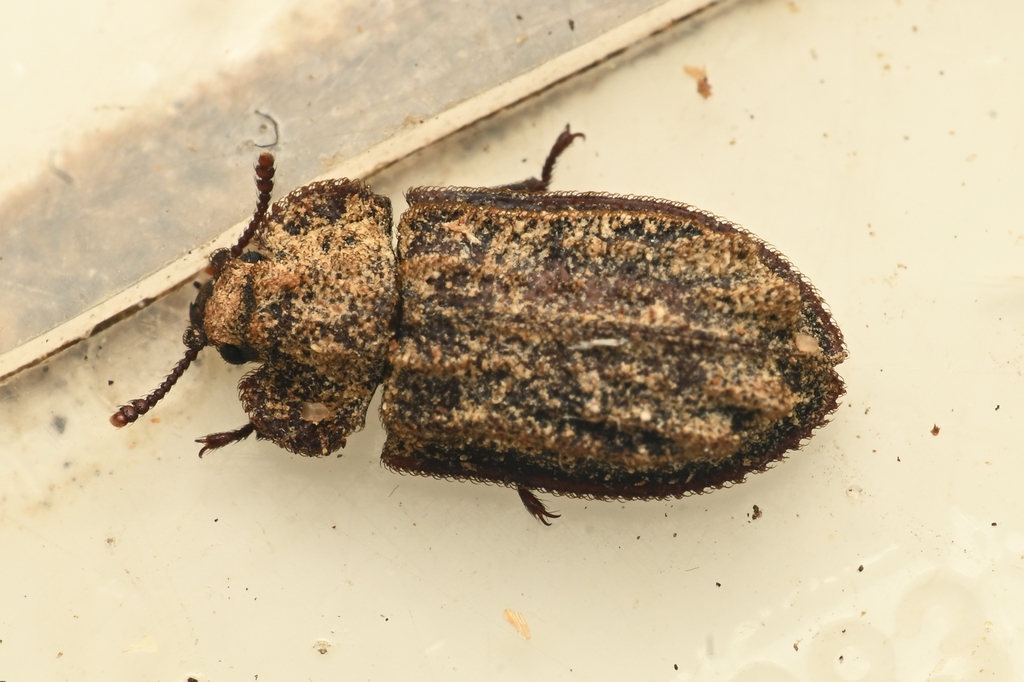 Calitys minor