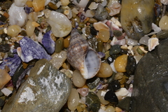 Agnewia tritoniformis