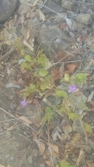 Mirabilis viscosa