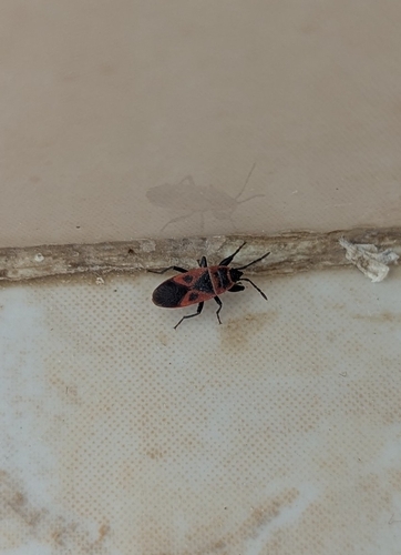 Mediterranean red bug