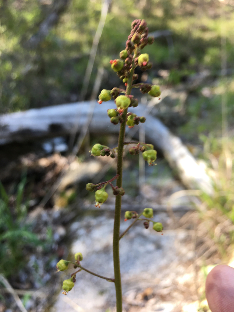 Carolina alumroot