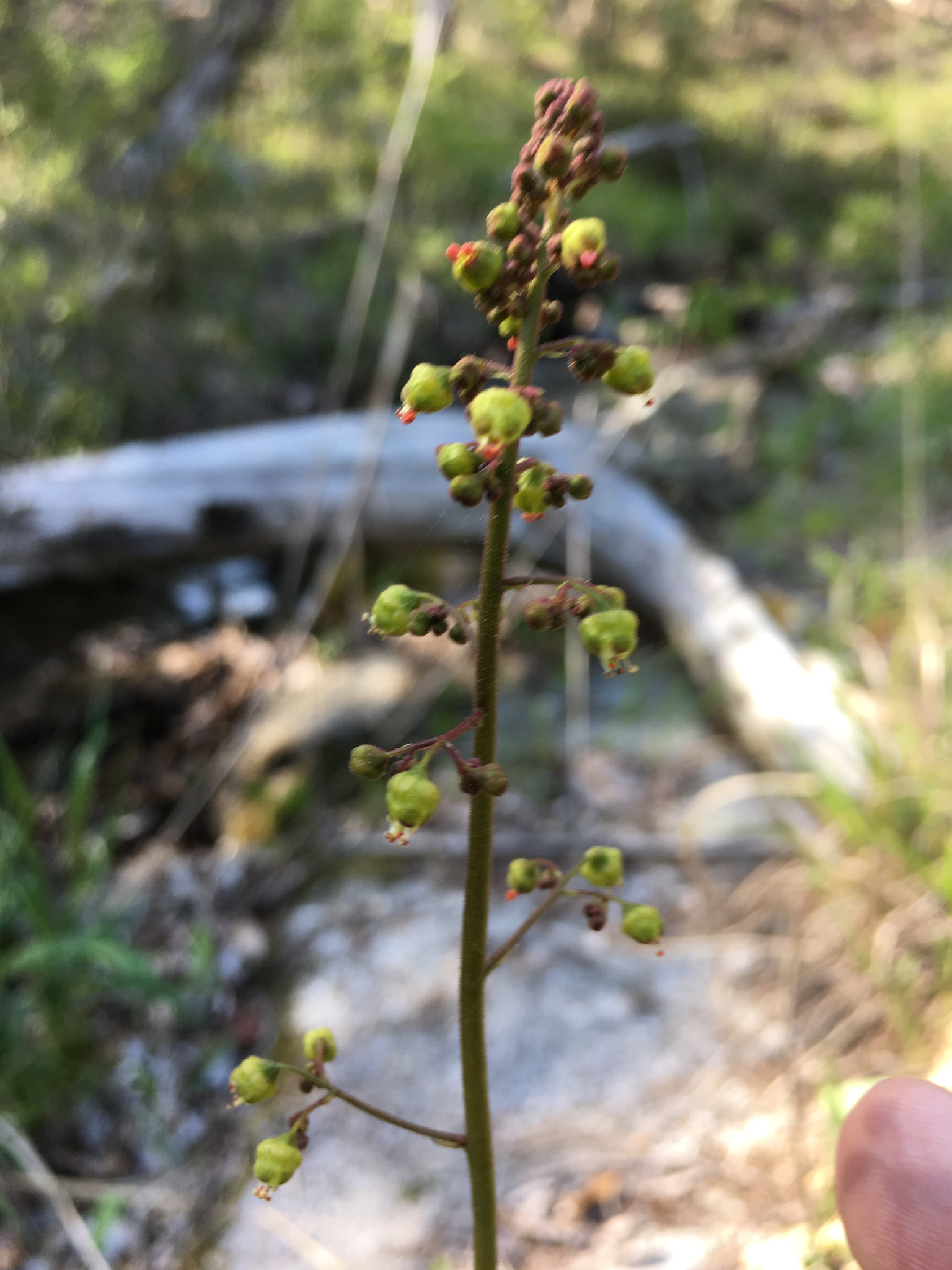 Heuchera caroliniana