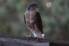 Accipiter rufiventris