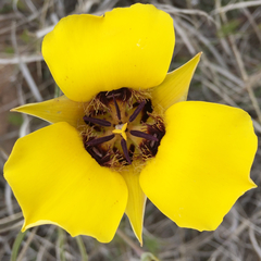 Calochortus kennedyi