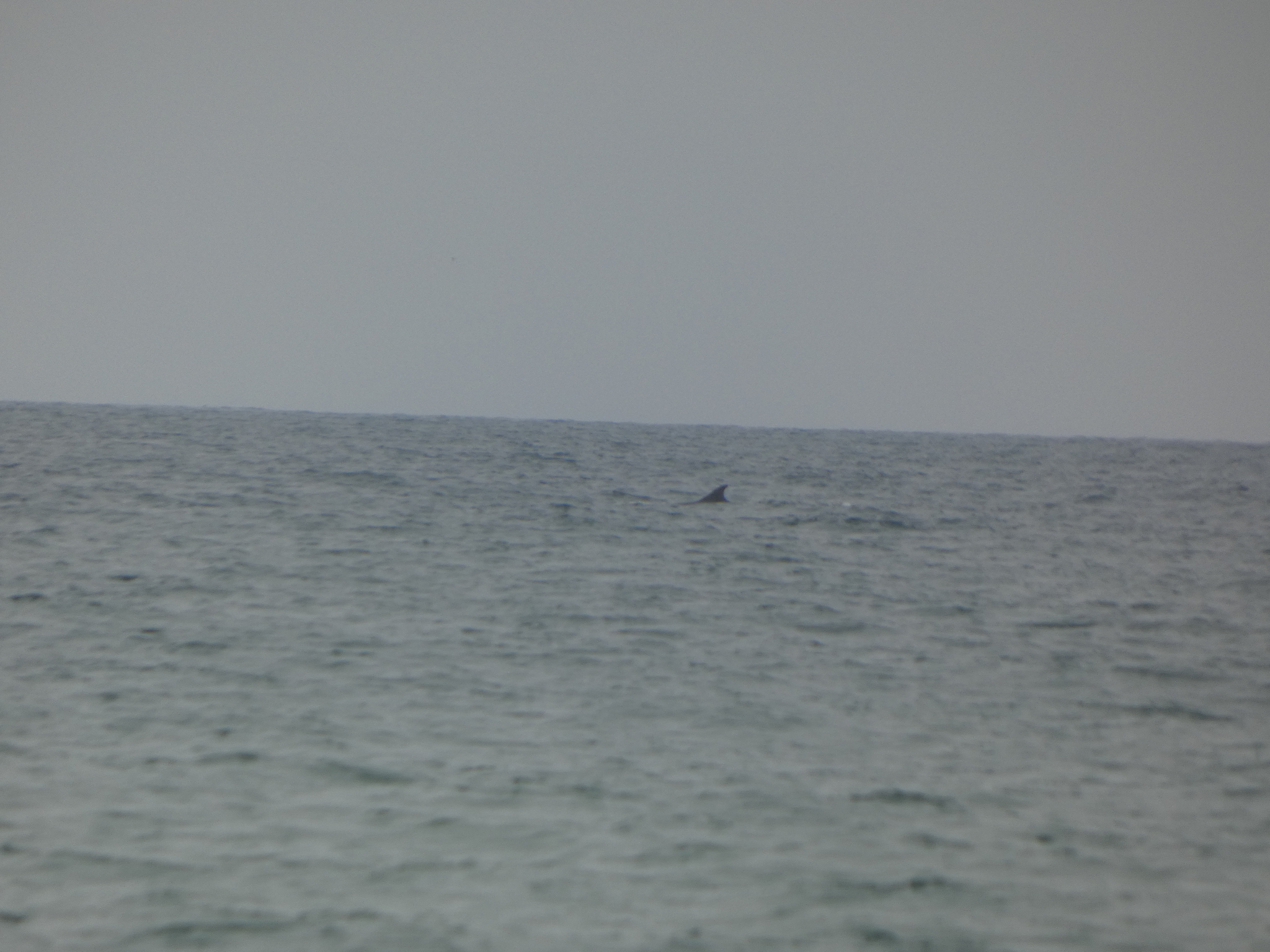 Tursiops truncatus
