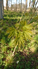 Acer platanoides
