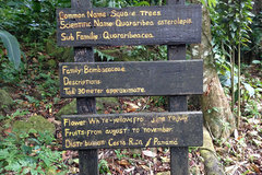 Quararibea asterolepis