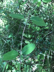 Lonicera sempervirens