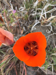 Calochortus kennedyi