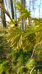 Acer platanoides
