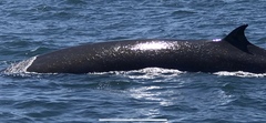 Balaenoptera