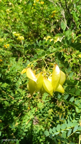 Colutea cilicica, photograph 4
