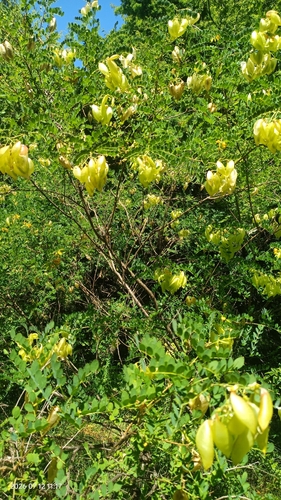 Colutea cilicica, photograph 5