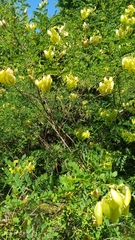 Colutea cilicica, photograph (c) Anna Shuliko, some rights reserved (CC BY)
