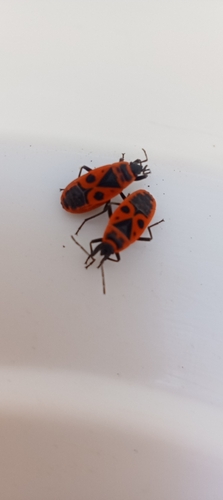 European Firebug