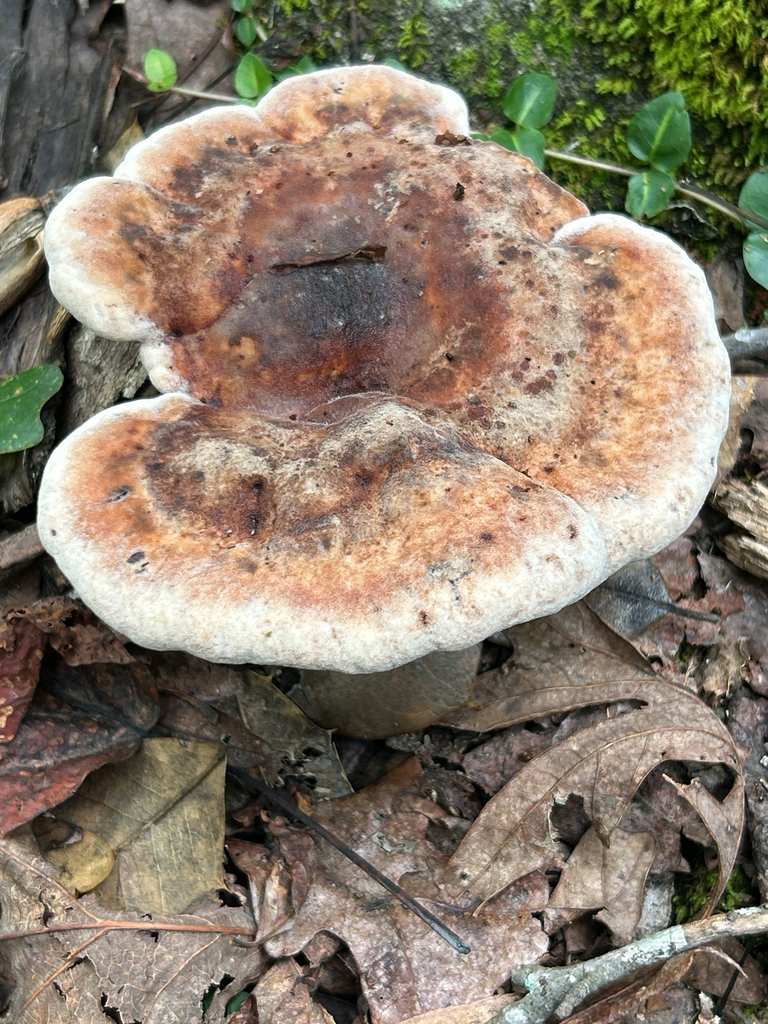 White Chicken Mushroom · July 2026 · photo: Photo: (c) martin_livezey, some rights reserved (CC BY) · iNaturalist