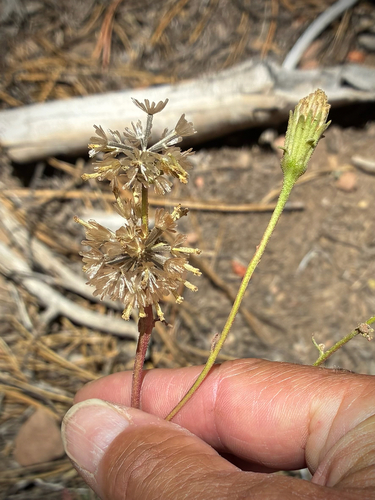 iNaturalist observation photo of Hoary Pincushion