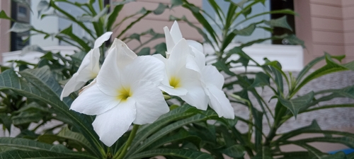 Hammerleaf Frangipani