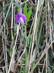 Lathyrus hirsutus