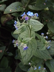 Pentaglottis sempervirens