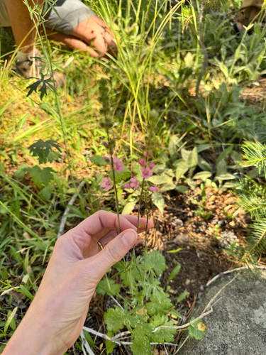 iNaturalist observation photo of Oregon Checker-mallow