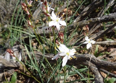 Chlorophytum graminifolium