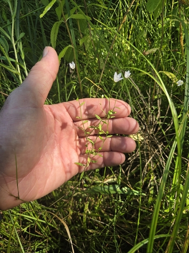 Marsh Bellflower
