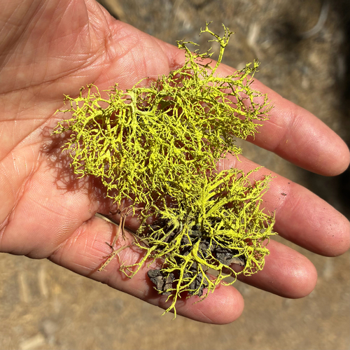iNaturalist observation photo of wolf lichen