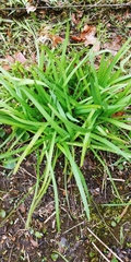 Allium cernuum