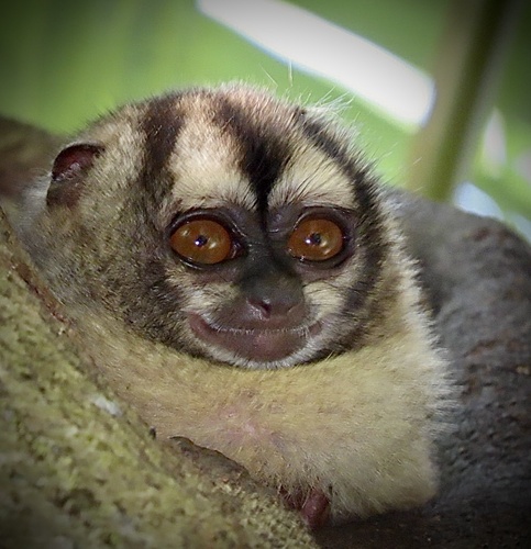 Panamanian Night Monkey