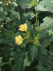 Mirabilis jalapa