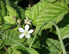 Rubus ursinus macropetalus