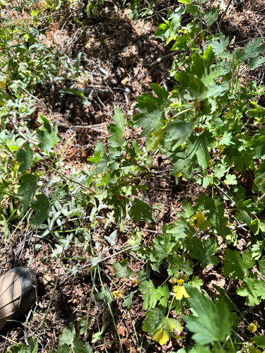 iNaturalist observation photo of white-stemmed gooseberry