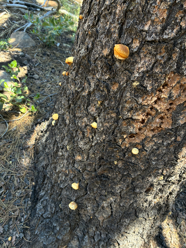 iNaturalist observation photo of Veiled Polypore