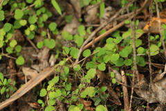 Fuchsia procumbens