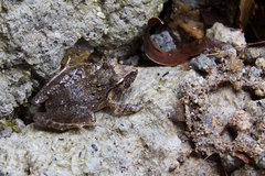 Craugastor crassidigitus