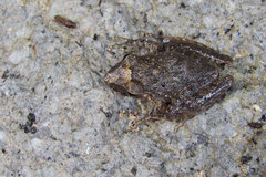 Craugastor crassidigitus