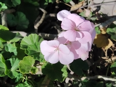 Pelargonium × hybridum