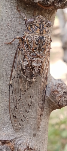 Cicada barbara