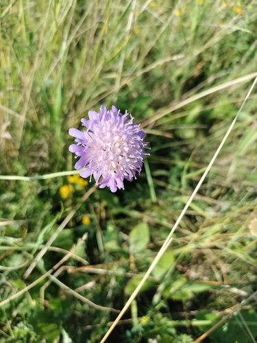 Field Scabious