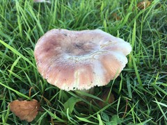 Russula nitida