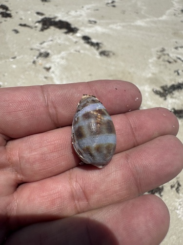 Cypraea annettae observed 2026-07-08