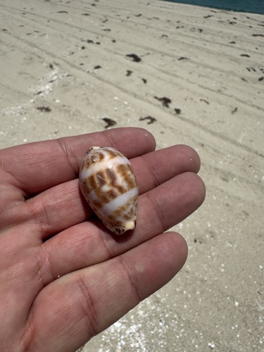 Cypraea annettae observed 2026-07-08
