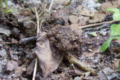 Pristimantis cerasinus